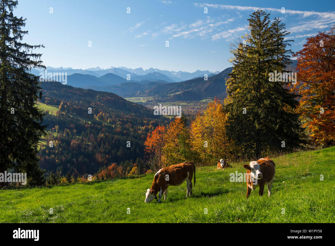 Vue depuis le versant sud de la montagne de la vallée de l'Isar dans Sonntraten, à Brauneck et de Karwendel, vaches, Alpes, Haute-Bavière, Allemagne, Eur Banque D'Images