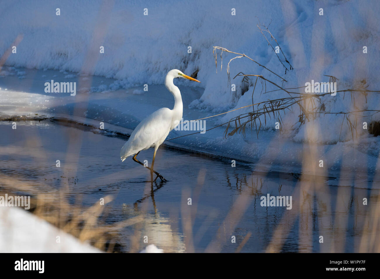Grande Aigrette Egretta alba, en hiver, la région de la Bavière, Allemagne, Europe Banque D'Images