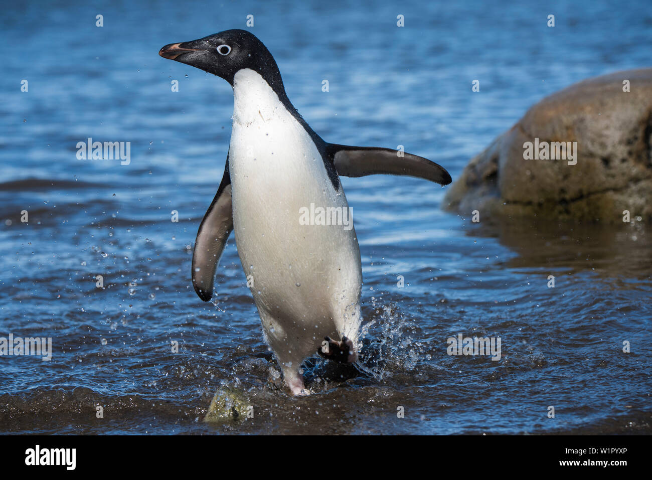 Un manchot Adélie (Pygoscelis adeliae) émerge de l'eau et mélange vers la plage, marée basse Cove, Sound, dans l'Antarctique l'Antarctique Banque D'Images