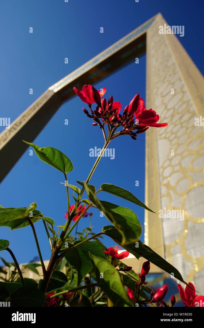 Châssis de Dubaï, plantes, fleurs, Zaabel Park, DUBAÏ, ÉMIRATS ARABES UNIS, Émirats Arabes Unis Banque D'Images