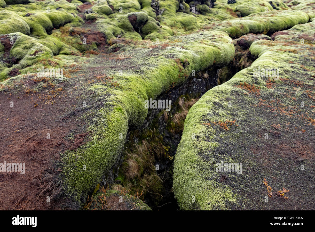 Les champs de lave vert moussu du sud de l'Islande Eldraun champ de lave. Banque D'Images