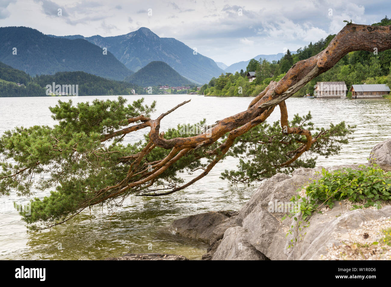 Pine Tree, patrimoine naturel au bord du lac Grundlsee, Bad Aussee, Styrie, Autriche, Europe Banque D'Images