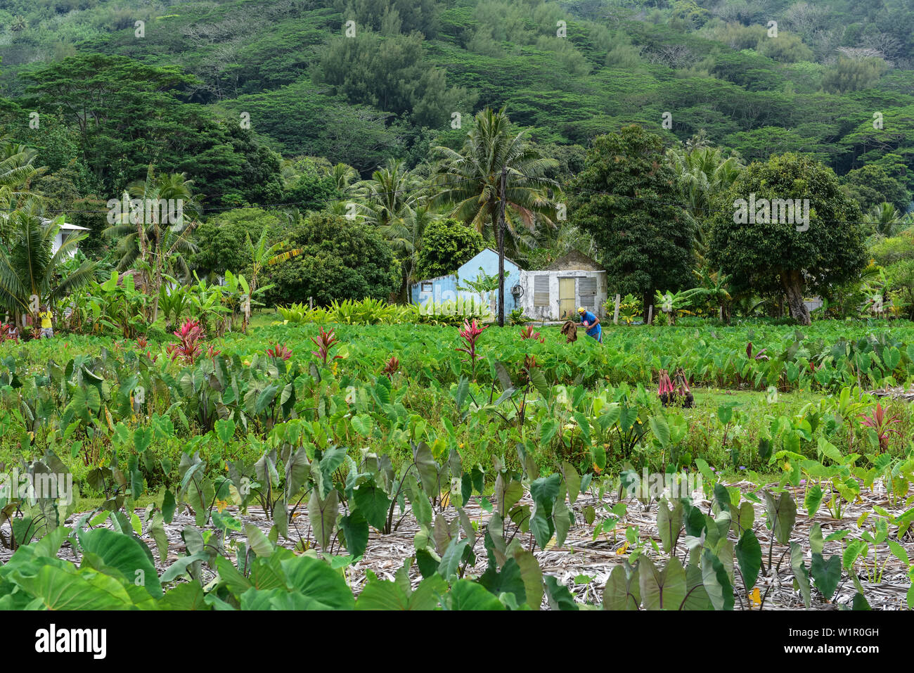 Un homme avec une chemise bleue, jaune hat, et tenant une machette se trouve dans un champ de taro (Colocasia esculenta) près d'une petite maison, sans toit, Rurutu, Austr Banque D'Images