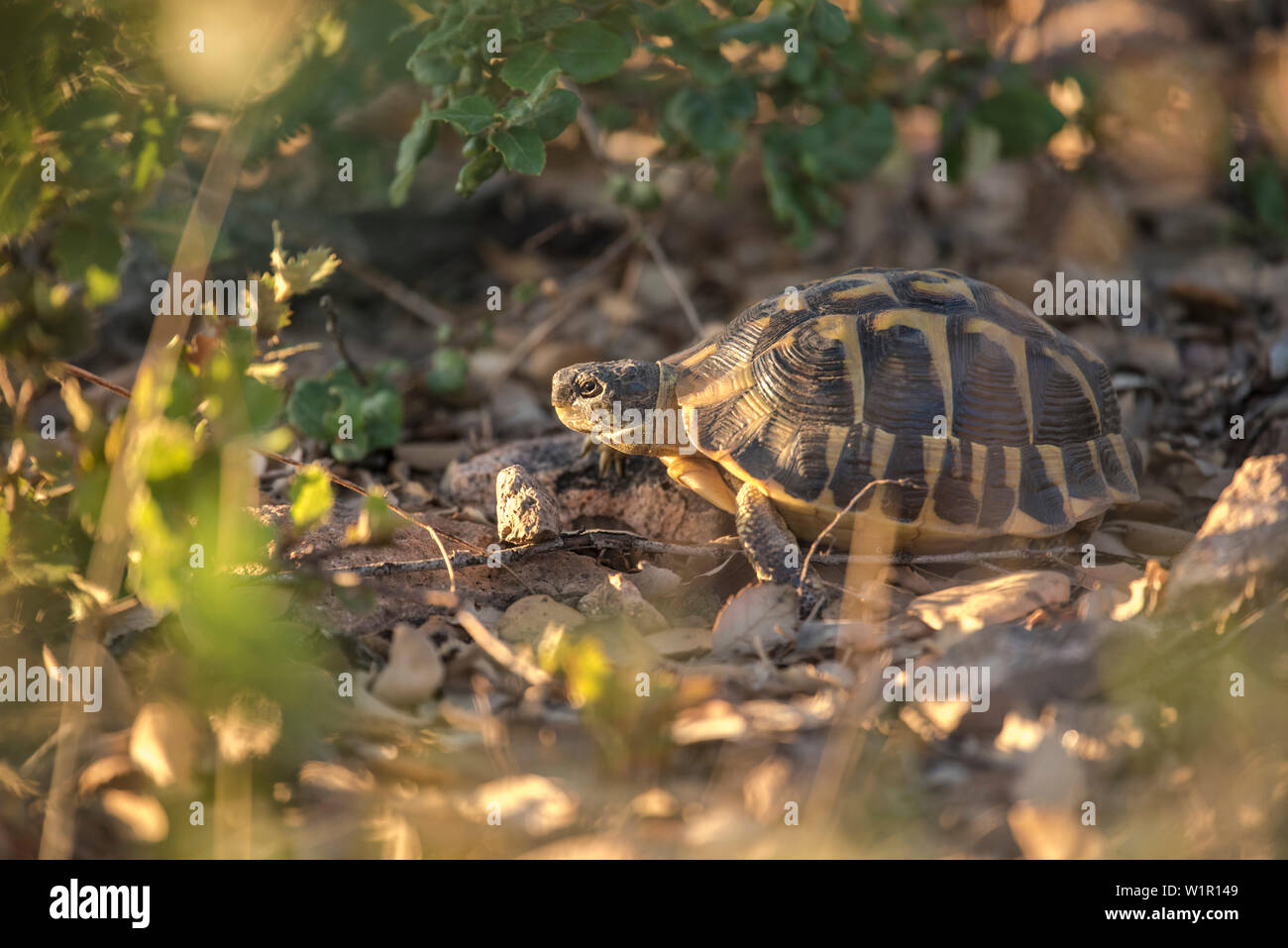 https://c8.alamy.com/compfr/w1r149/tortue-dans-le-soleil-du-soir-l-habitat-naturel-la-foret-de-liege-liege-gorges-du-blavet-cote-d-azur-france-w1r149.jpg