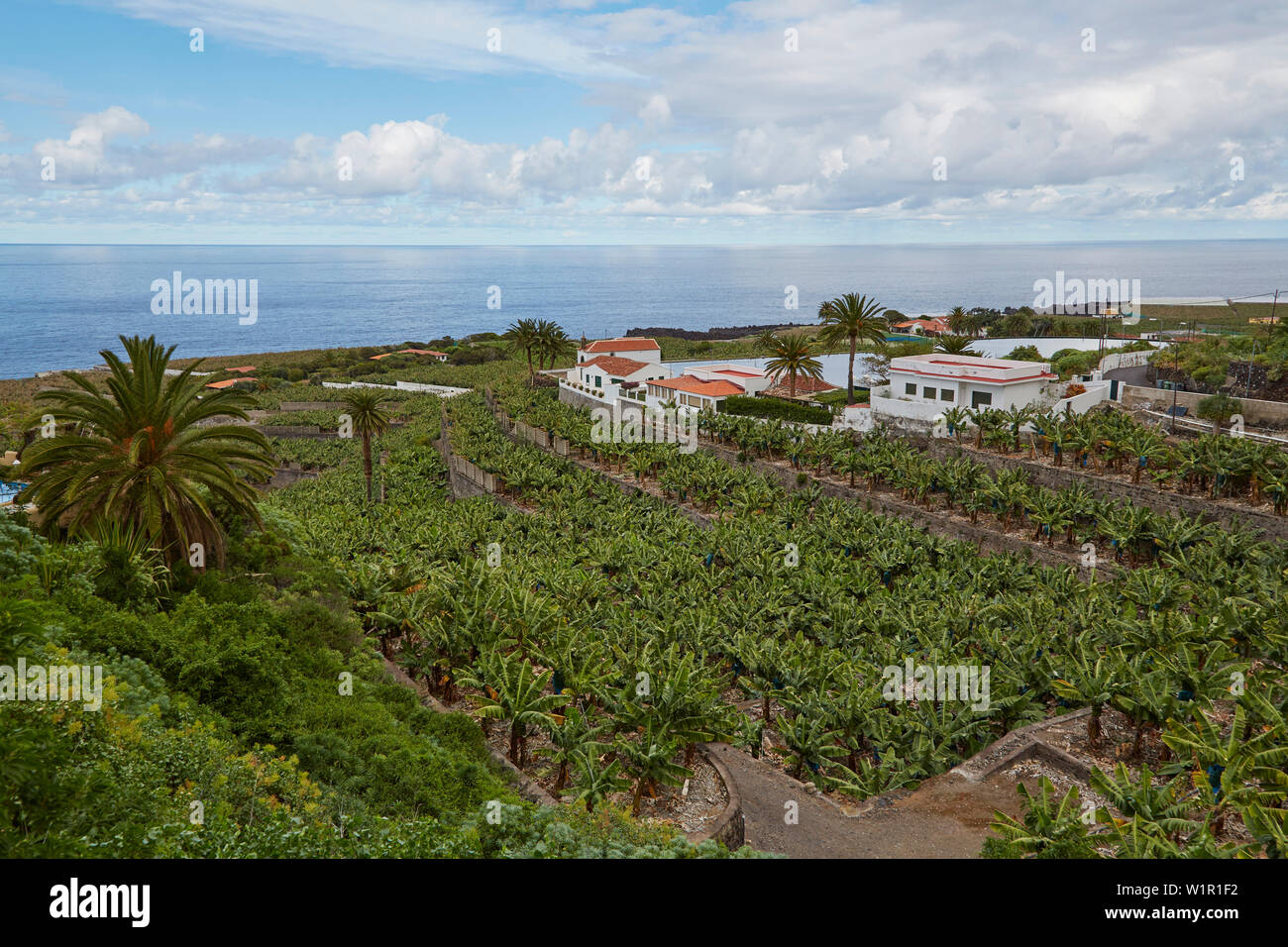 Plantation de bananes près de Icod de los Vinos, Tenerife, Canaries, Islas Canarias, Océan Atlantique, l'Espagne, Europe Banque D'Images