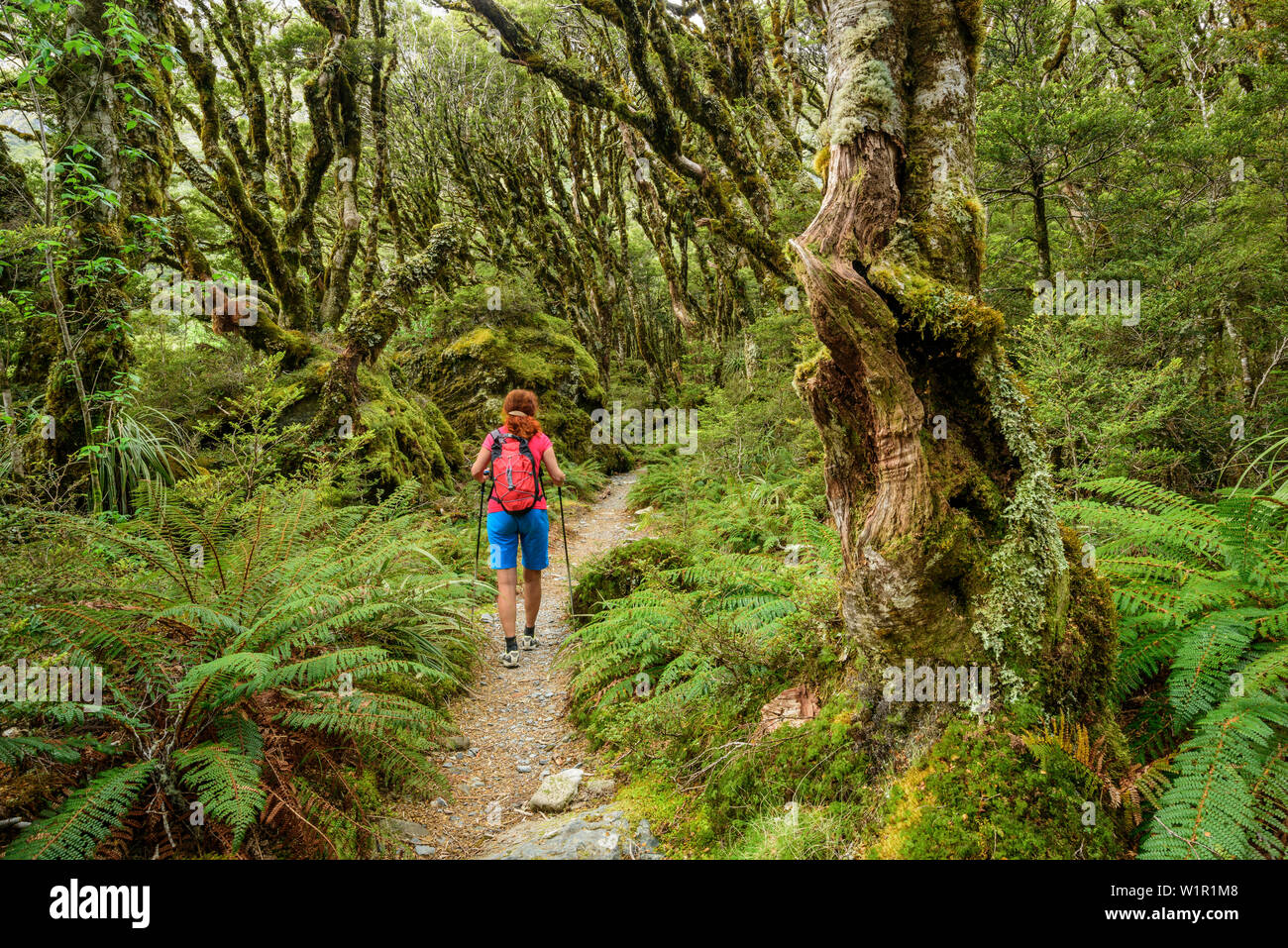 Femme de la randonnée à travers forêt de hêtres, Routeburn Track, grandes promenades, Fiordland National Park, l'UNESCO Welterbe Te Wahipounamu, Queenstown-Lake District, Ot Banque D'Images