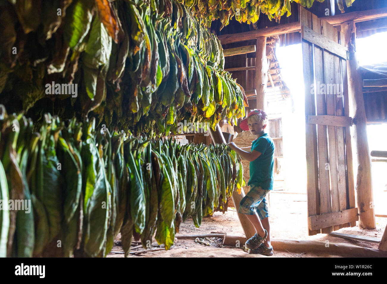 Garçon à la recherche de feuilles de tabac suspendu pour le séchage, meilleure région du tabac dans le monde, les cigares, les champs à Vinales, belle nature, voyage en famille à Cuba, pa Banque D'Images