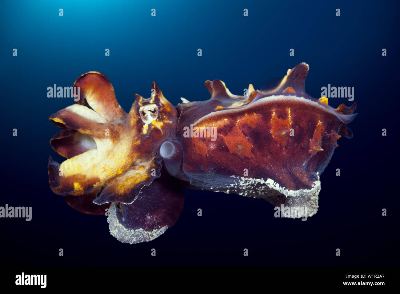 La Seiche flamboyante, Metasepia pfefferi, Ambon, Moluques, Indonésie Banque D'Images