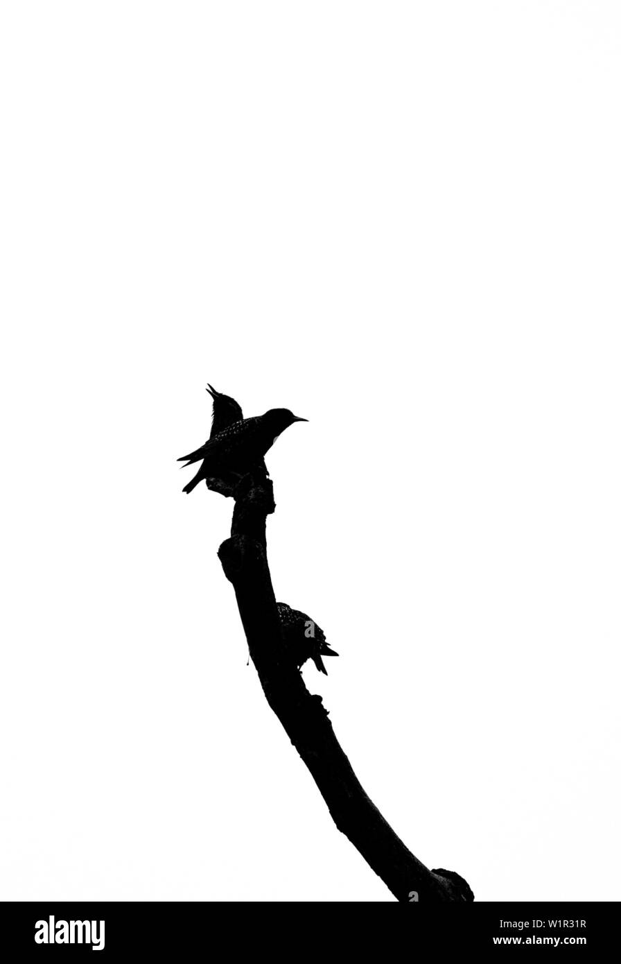 Silhouette de deux petits oiseaux en noir et blanc assis sur une branche Banque D'Images