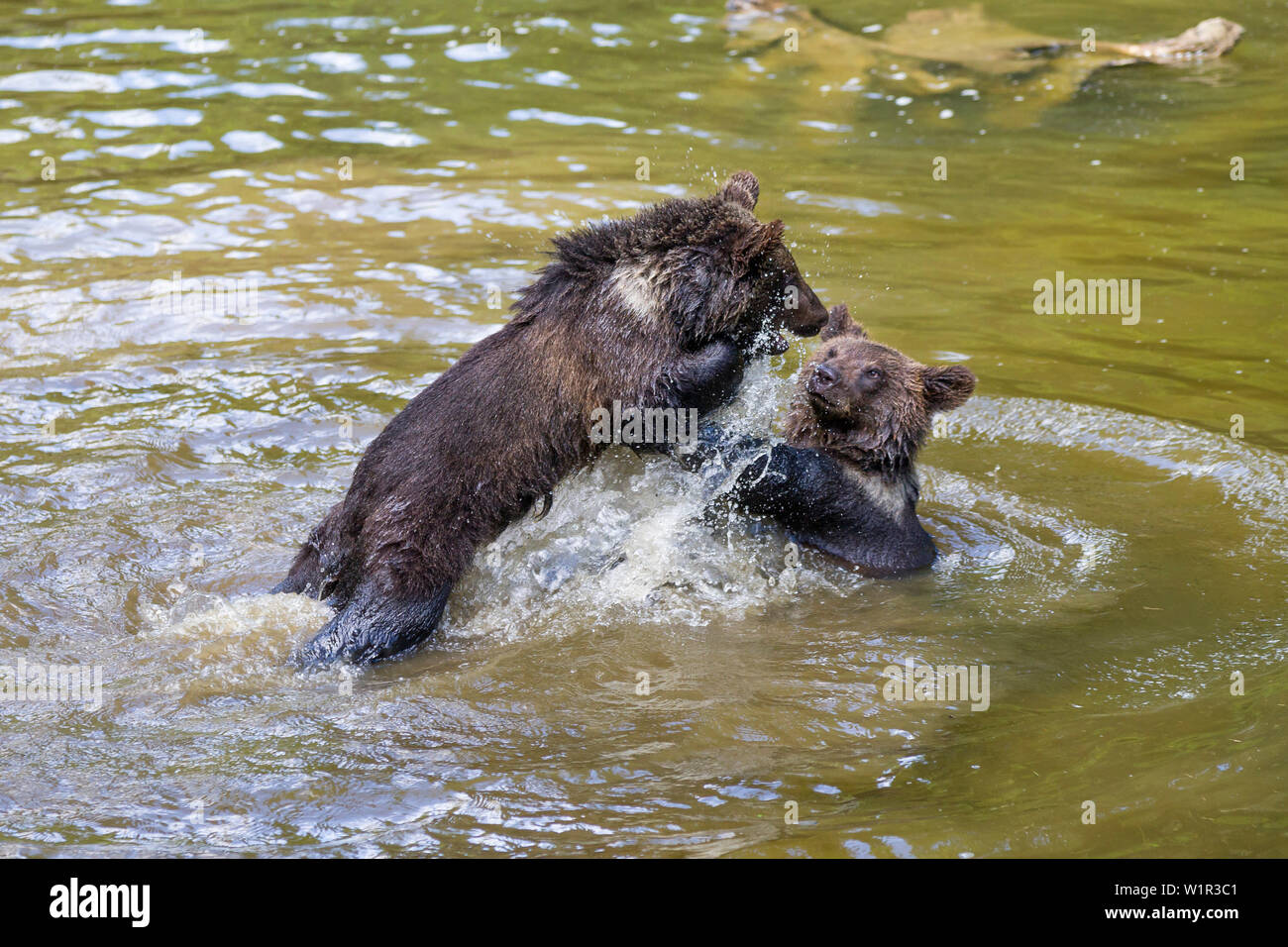 Les jeunes ours brun des combats dans l'eau, l'Ursus arctos, Parc National de la forêt bavaroise, Bavaria, Bavaria, Germany, Europe, captive Banque D'Images
