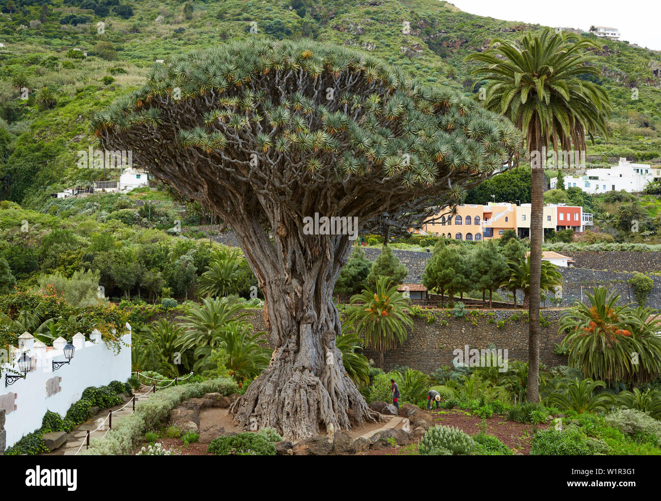El Drago Milenario à Icod de los Vinos, Tenerife, Canaries, Islas Canarias, Océan Atlantique, l'Espagne, Europe Banque D'Images