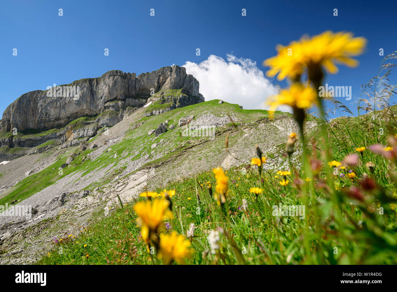Prairie avec des fleurs en face de Hoher Ifen, Hoher Ifen, Alpes, vallée de l'Allgaeu Walsertal, Vorarlberg, Autriche Banque D'Images