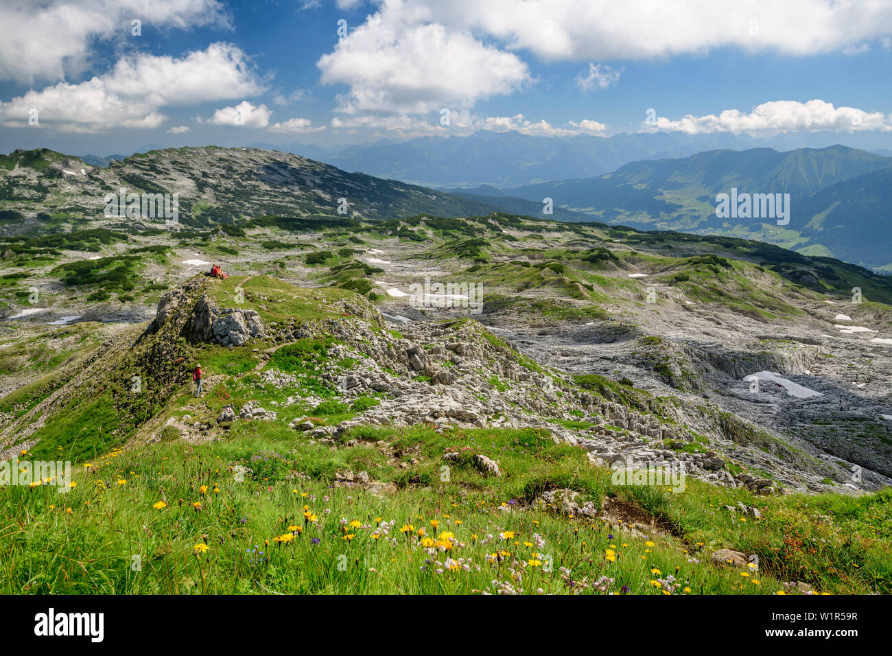 Prairie avec des fleurs en face du plateau Gottesackerplateau, Alpes, vallée de l'Allgaeu Walsertal, Vorarlberg, Autriche Banque D'Images