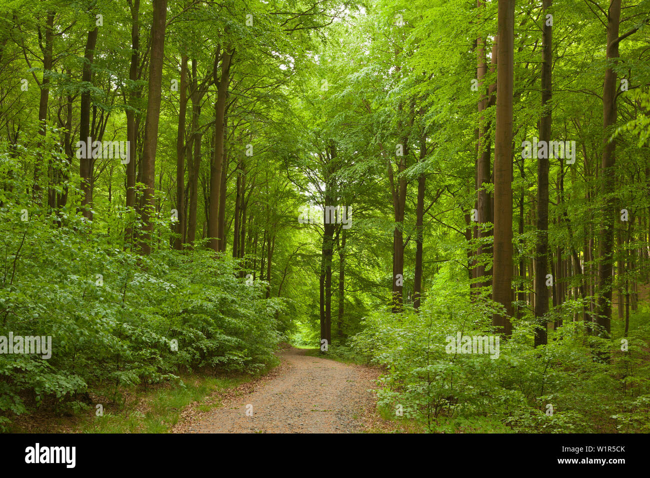 Bois de hêtre au-dessus de la craie, les roches du parc national de Jasmund, Ruegen, mer Baltique, Schleswig-Holstein, Allemagne Banque D'Images