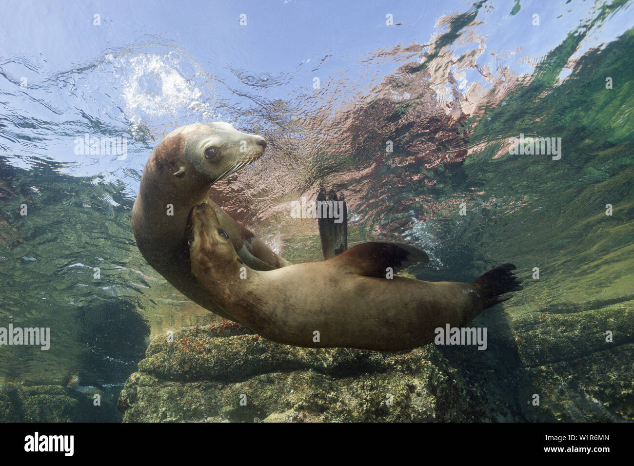 Lion de mer de Californie, Zalophus californianus, La Paz, Baja California Sur, Mexique Banque D'Images