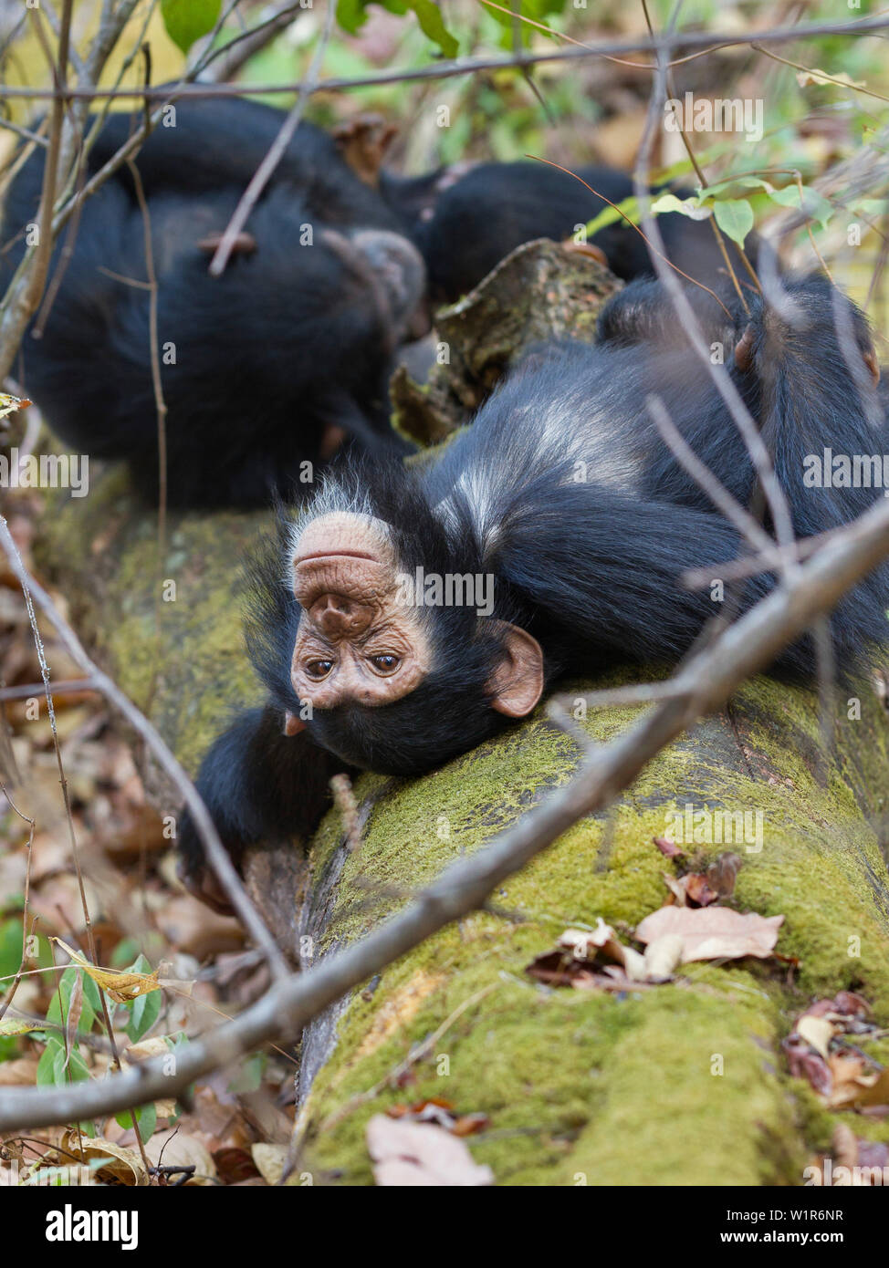 Les chimpanzés dreaming, Pan troglodytes, Mahale Mountains National Park, Tanzanie, Afrique de l'Est Banque D'Images