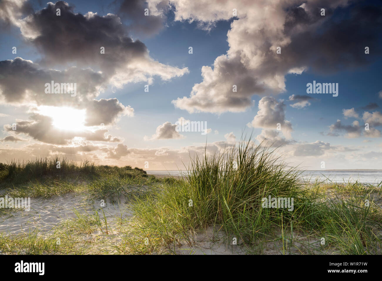 Dune de sable, l'ammophile, ciel, soleil, Schillig, Jever, Frise - quartier, Basse-Saxe, Allemagne, Europe Banque D'Images