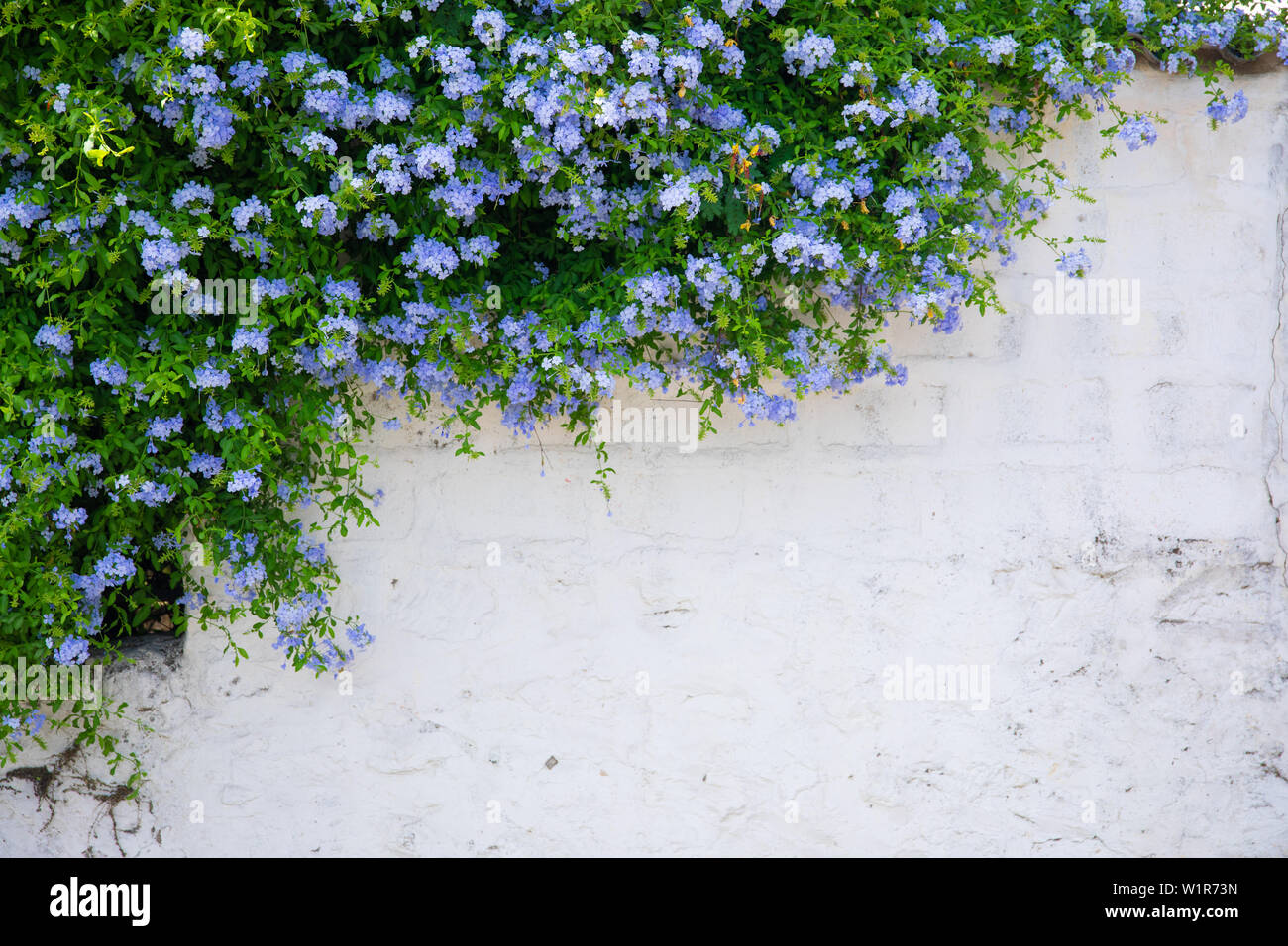 Beau plumbago ou blue jasmine fleurs arbre sur le mur dans la ville de Bodrum en Turquie. Vue sur belle rue en saison estivale dans la ville de Bodrum en Turquie. Banque D'Images