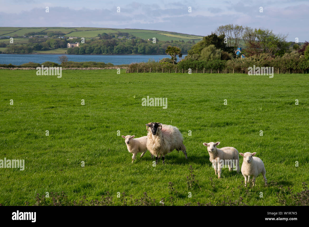 Un mouton avec trois agneaux sur un vert pâturage le long de Slea Head Drive avec l'Océan Atlantique vu de derrière en marchant la Dingle Way, Dingle, Dingl Banque D'Images