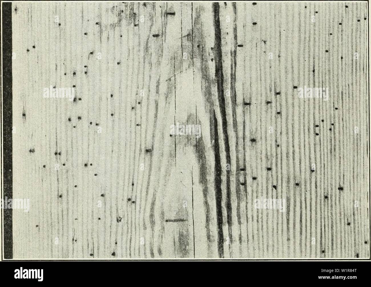 Image d'Archive de la page 7 de défauts causés par du bois. Dans les défauts causés par les insectes bois1490defectsintimberc snyd Année : 1927 Les piqûres d'épingle sont petites, rondes, généralement les trous ouverts allant de un centième de un quart de pouce de diamètre ; elles sont faites soit par Ambrosia Beetles ou du bois des vers. Les trous causés par les scolytes ambrosia sont de deux types : (1) les trous causés par les Coléoptères adultes plate dans le tronc des arbres en croissance dans le but de pondre des œufs et élever leurs petits, ou par les larves, qui elles aussi peuvent s'enfouir dans le bois ; (2) les trous faits par les adultes ou les larves de fre Banque D'Images