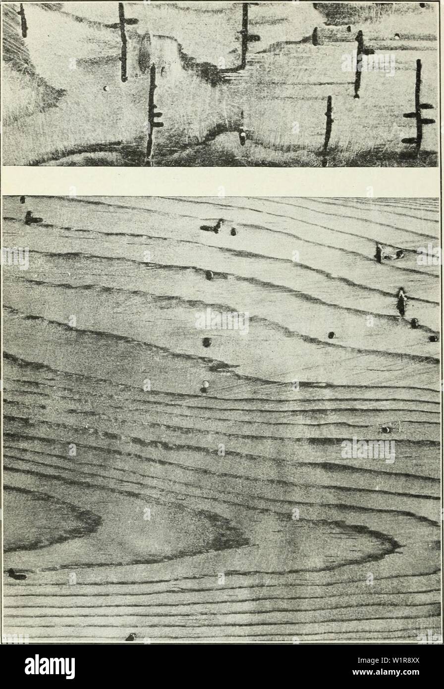 Image d'Archive de la page 9 de défauts causés par du bois. Dans les défauts causés par les insectes bois1490defectsintimberc snyd Année : 1927 BULLETIN 8 1490, U.S. DEPARTMENT OF AGRICULTURE coléoptères ou du bois des vers. Dans le premier cas (le cas causés par am- brosia scarabées) les trous sont faits par les deux fichiers .la petite, mince, cylin- drical, les coléoptères adultes, et, après l'éclosion à l'intérieur du bois, par leur fig. U.-piqûres faites par l'épicéa beetle {Xyloterus bivittatus) dans l'épinette rouge. Les larves de la Virginie de l'Ouest ou les jeunes. Dans ce dernier cas, le préjudice est causé entièrement par les larves ou vers blancs (jeunes) de coléoptères ou Banque D'Images