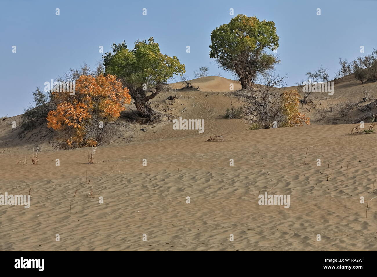 Groupe d'arbres du peuplier-Populus euphratica du désert. Keriya County-Xinjiang-Chine-0267 Banque D'Images