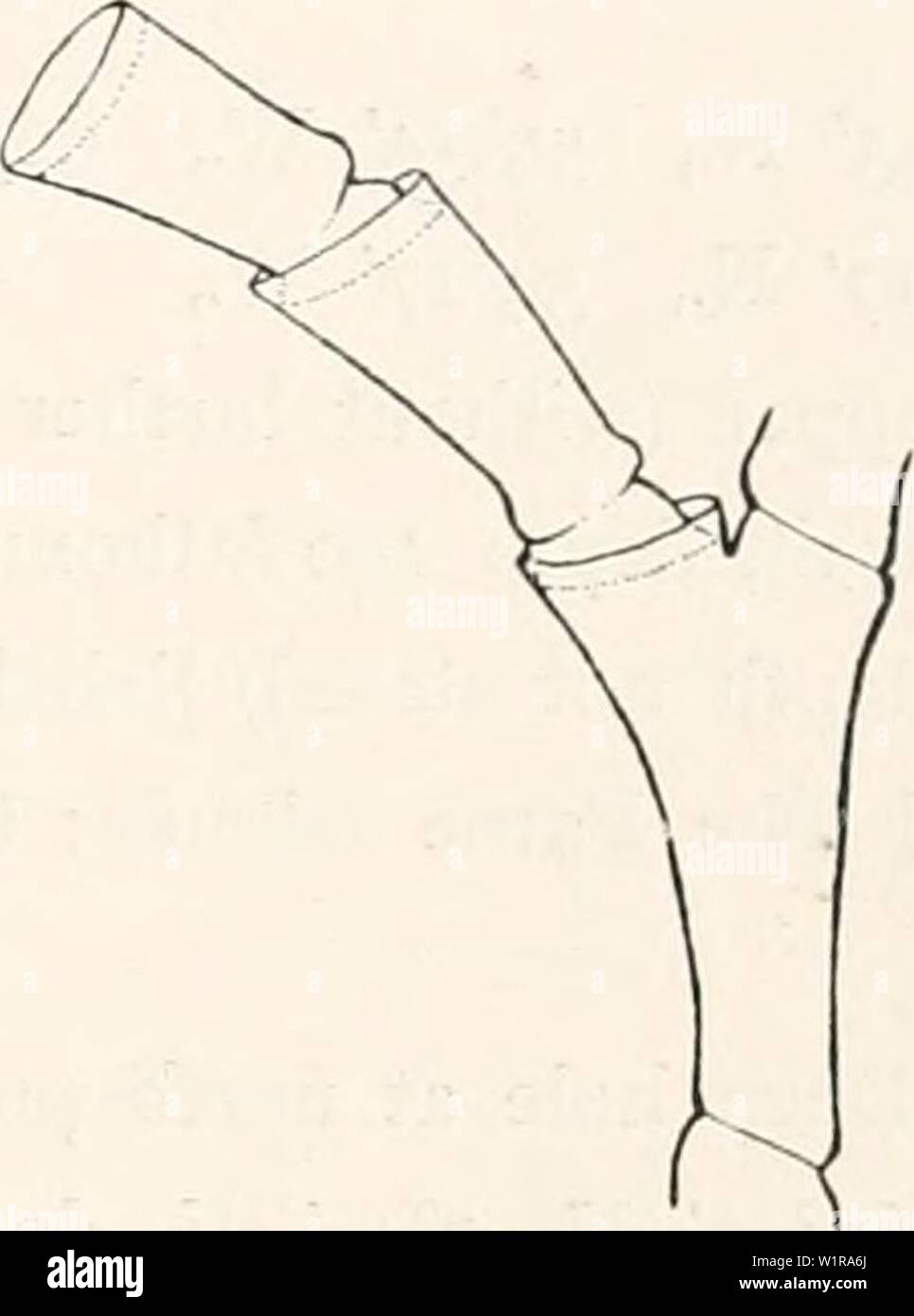 Image d'archive à partir de la page 46 de l'Ingolf-Expedition danois (1918). Le Ingolf-Expedition danishingolfexpe danois0507ingo Année : 1918 HVDROIDA II 39 mâles sont très ovale allongée, les femelles de forme ovale allongée, en forme de saucisse fortement courbées, avec un court col cylindrique au milieu ou sur la moitié basale de l'gonotheca, et sur le côté concave de la même. La marge d'ouverture niveau ; dans l'ouverture elle-même une paire de hydranths. Matériel : 'Thor' 63 =30' N., 20°j4' W., profondeur 80 mètres. Les îles Féroé : Boronses 13 milles dans N75W., 30 brasses de profondeur. Sur une piste de danse précédente (1913 p. 13) J'ai déclaré que Hal Banque D'Images