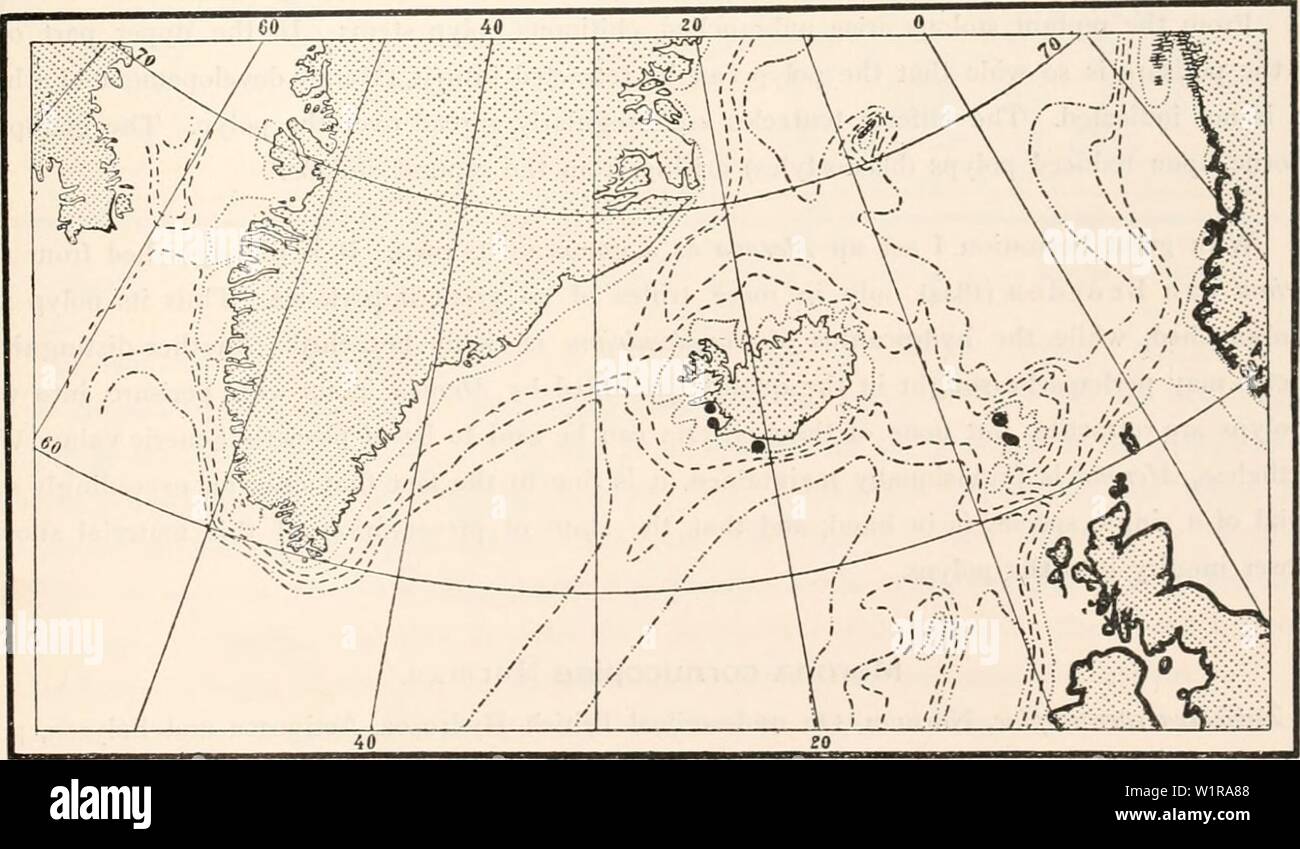 Image d'archive à partir de la page 46 de l'Ingolf-Expedition danois (1916). Le Ingolf-Expedition danishingolfexpe danois0506ingo Année : 1916 IIVDROIDA 39 l'espèce peut être divisée en deux formes : forma genuina, croissante, dans des colonies plus ouvertement construit, sur les pierres et coquillages (ma til sa) ; il est délicatement construit et de couleur rose ou bleu. Forma squamata formant des grappes de plus de couleur brique polypes ou jaune-rouge sur les feuilles d'Fucoideae ses polypes sont grand et robuste. Matériel : Islande : Reykjavik Le Vestmauney Sundelaget : Îles Féroé au nord de Kvalvik profondeur 3 - 4 brasses, sur la Banque D'Images