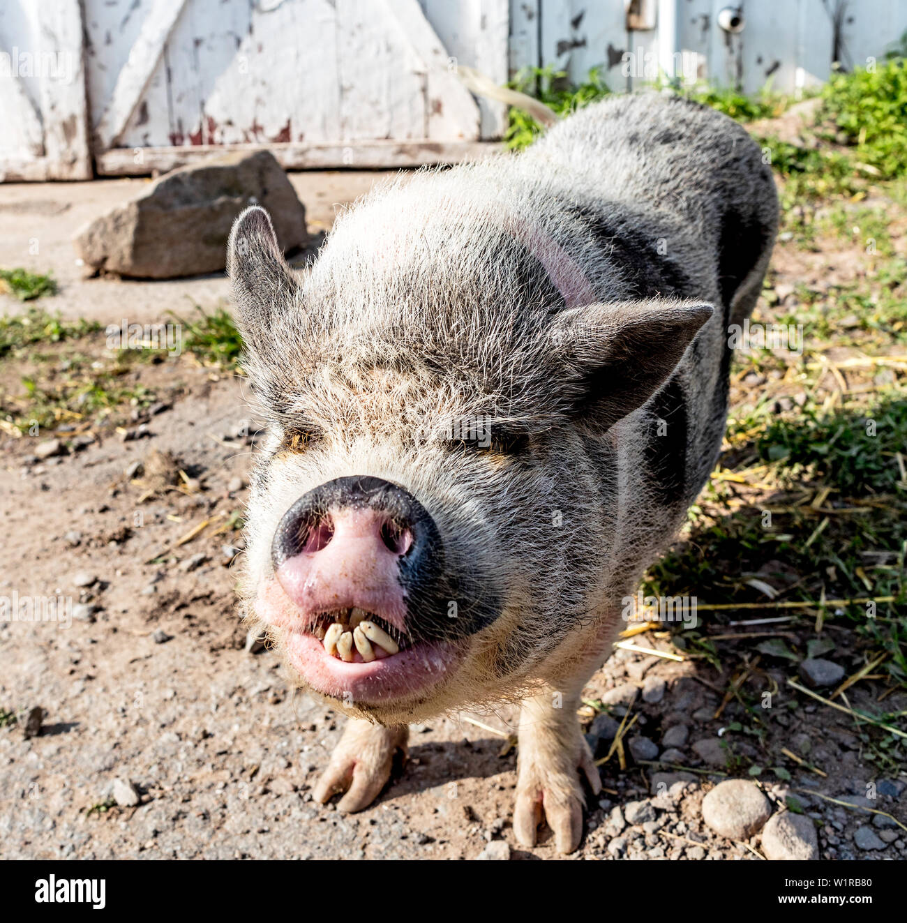 Un Kunekune Pig au Arthurs Acres sanctuaire animal Parksville, New York USA Banque D'Images
