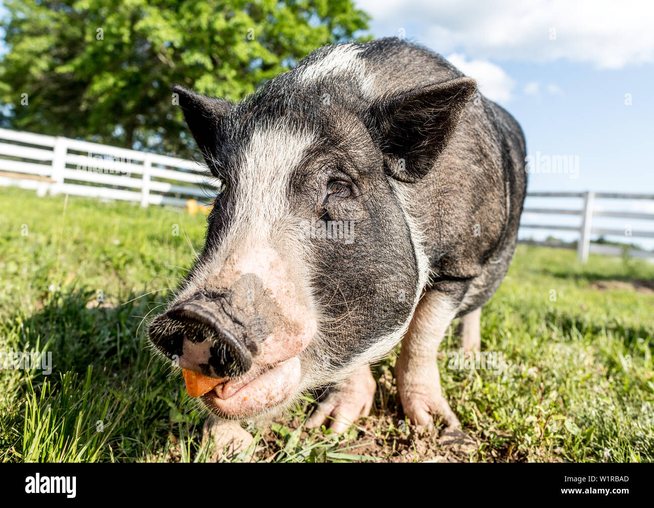 Pot Bellied Pig au Arthurs Acres sanctuaire animal Parksville, New York USA Banque D'Images