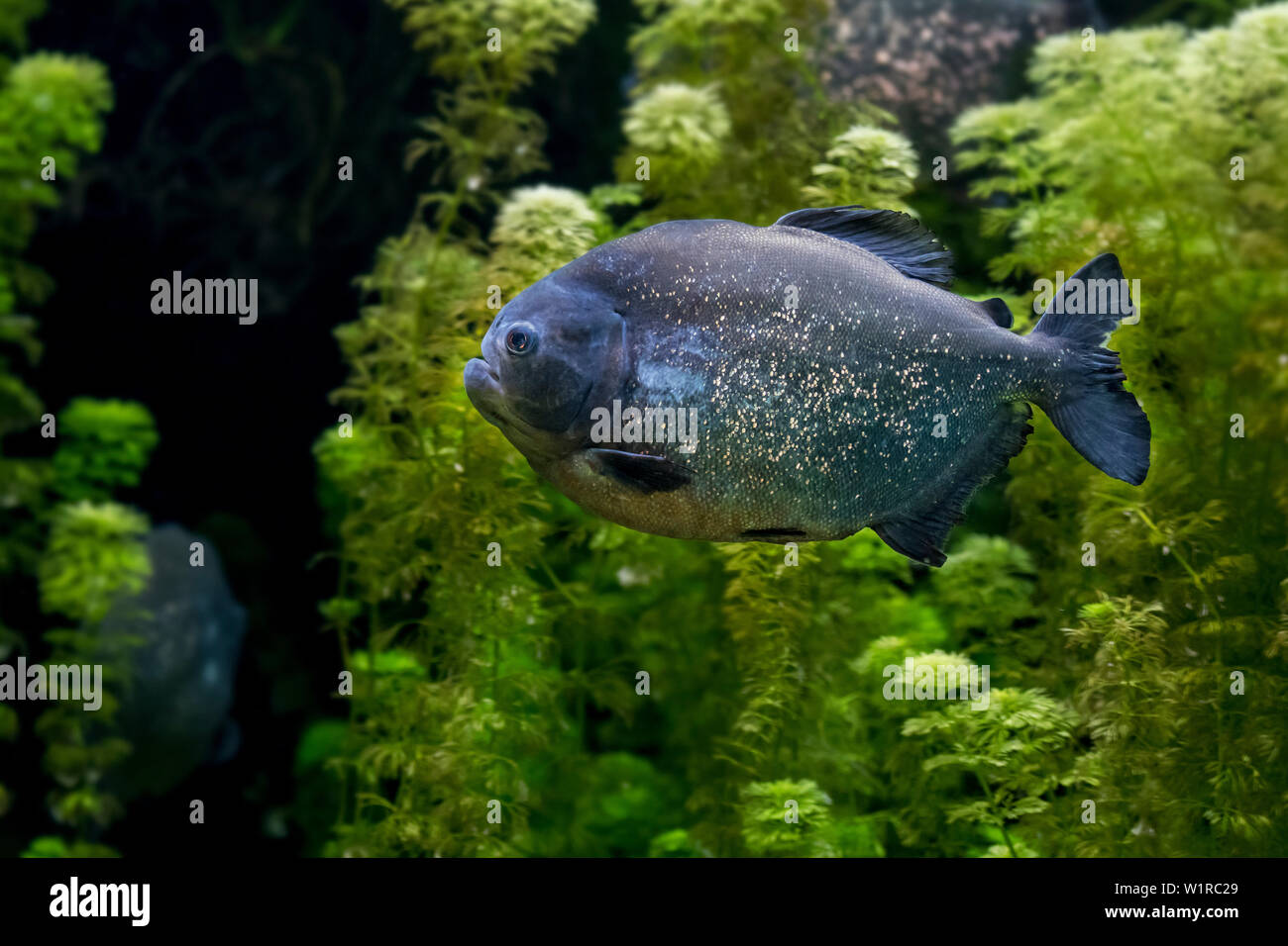 Le piranha à ventre rouge / red piranha (Pygocentrus nattereri / Serrasalmus nattereri) natation, originaire de l'Amérique du Sud Banque D'Images