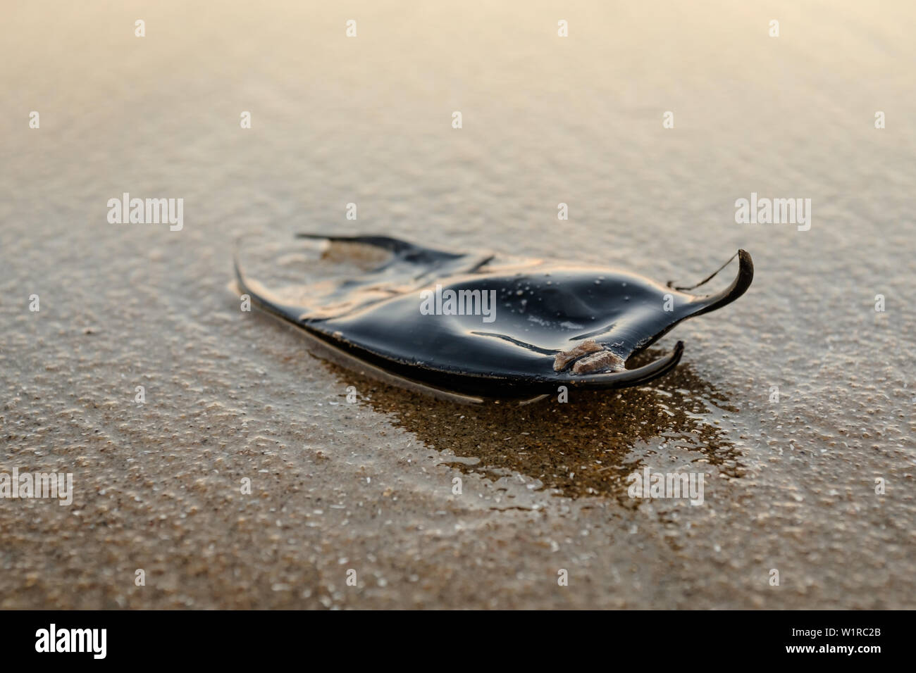 Une sirène, un œuf d'une ray, est trouvé lavés sur le rivage près de la promenade de Virginia Beach, Virginia, United States. Banque D'Images