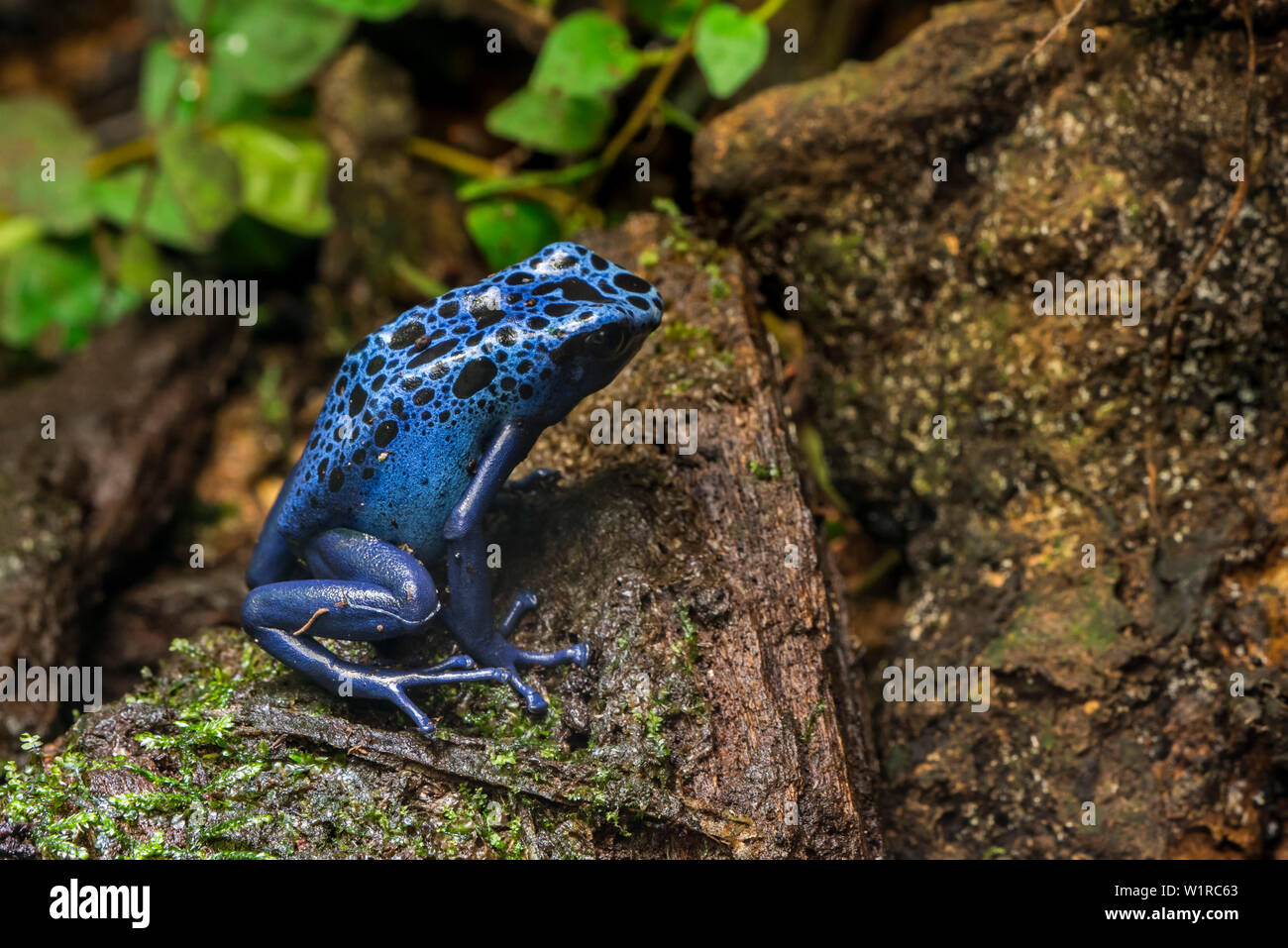 Blue poison dart frog / blue poison arrow frog / okopipi Dendrobates tinctorius (Azureus) indigène aux forêts tropicales au Suriname et au Brésil Banque D'Images