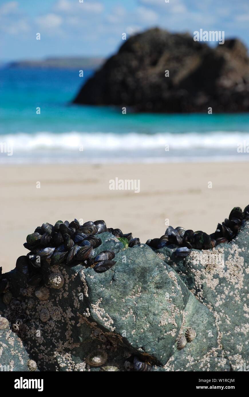 Les moules et les balanes partager un rocher à St Ives, Cornwall Banque D'Images