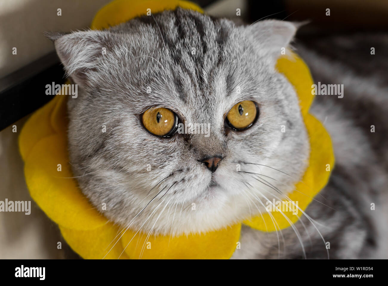 Sunflower Cat Banque De Photographies Et D Images A Haute Resolution Alamy