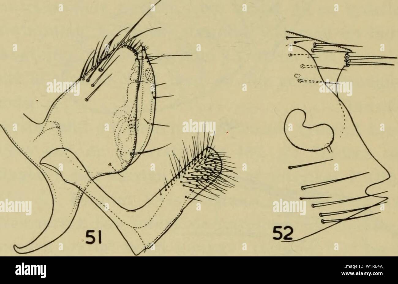 Image d'archive à partir de la page 55 de la faune ; illustrerede haandbøger plus. Illustrerede haandbøger la faune ; plus de den danske dyreverden danmarksfaunaill..60dans Année : 1907 52 [R. (A.) fratérna cåsta (Jordanie) (fig. 48, 55, 56). Laengde : (J IV2-2 mm, $ 2-2V2 mm. Dans Forekommer rødmus (Clethrionomys glareolus) og markmus (Microtus spp.) og dens udbredelse géographiques Banque D'Images