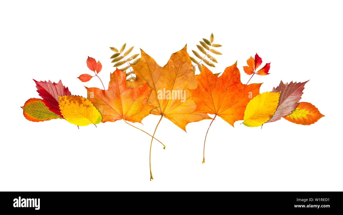 Cadre des feuilles d'automne frontière. Bannière de feuilles et branches isolé sur fond blanc. Illustration de l'automne pour les cartes de vœux, invitations de mariage, de quo Banque D'Images