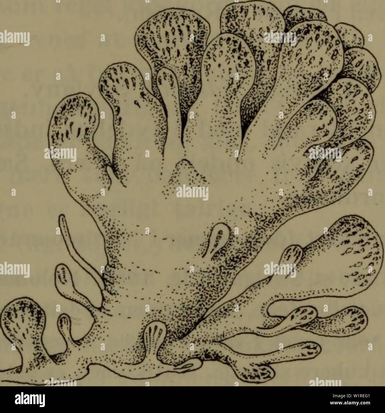 Image d'archive à partir de la page 56 de la faune ; illustrerede haandbøger plus. Illustrerede haandbøger la faune ; plus de den danske dyreverden danmarksfaunaill..75dans Année : 1907 53 Bretagne, og fra Davis Straedet til Rhode Island. Närmaste ved findested sydvestkysten er af Danmark Norge. Ved de britiske kyster den forplanter sig fra maj jusqu'à septembre ; de pour slaegten udvikles ret små aeg j'aeglederens udvidede distale, del. Larverne har en kropslaengde af 0,3 mm, 3 klaebepapiller, hommes mangler ampuller. Fig. 21. Aplidium proliferum, koloni (efter Alder et Hancock). 2. A. (Amaroucium) proliferum ( Banque D'Images