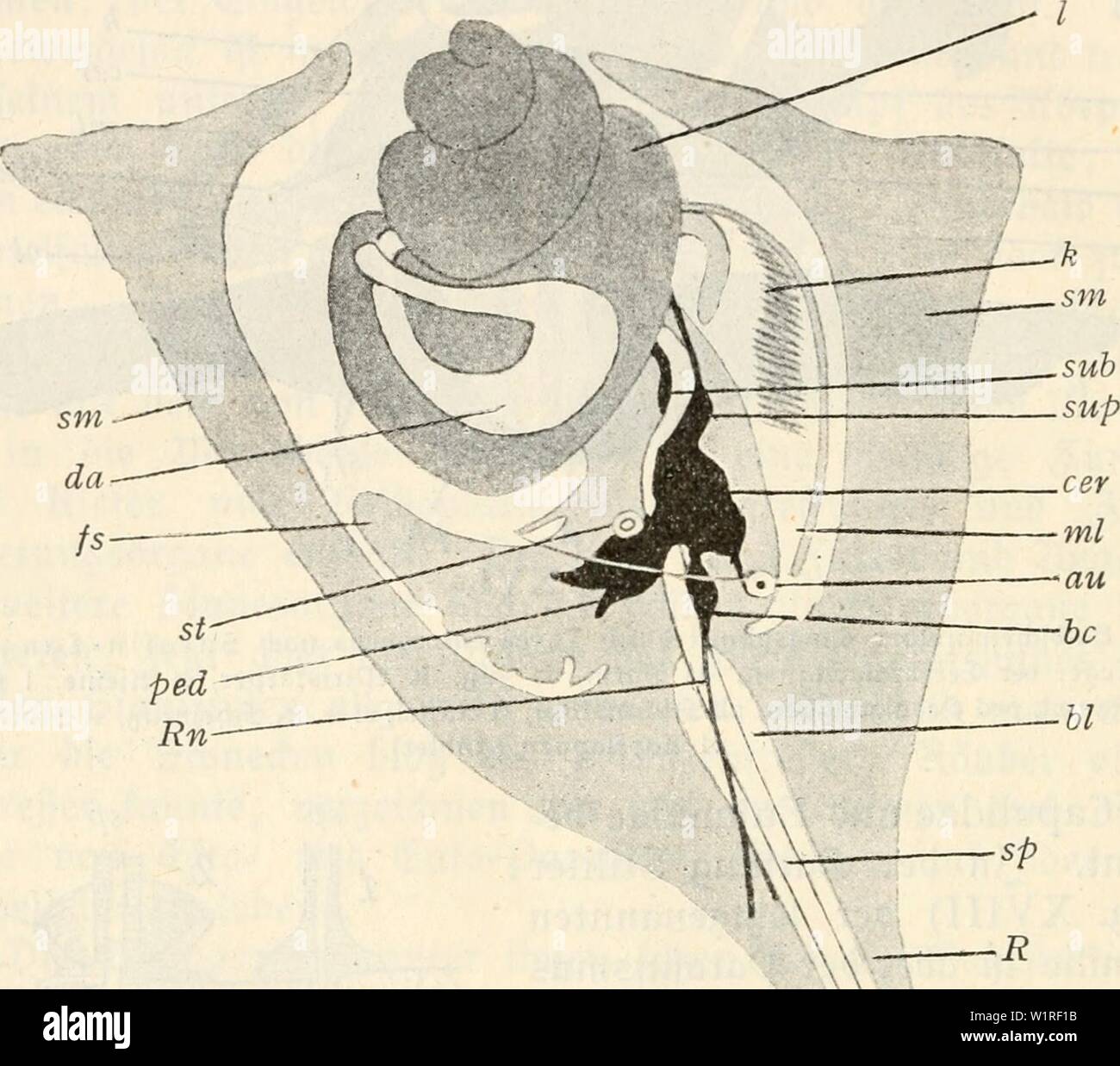 Thyca Banque D Image Et Photos Alamy