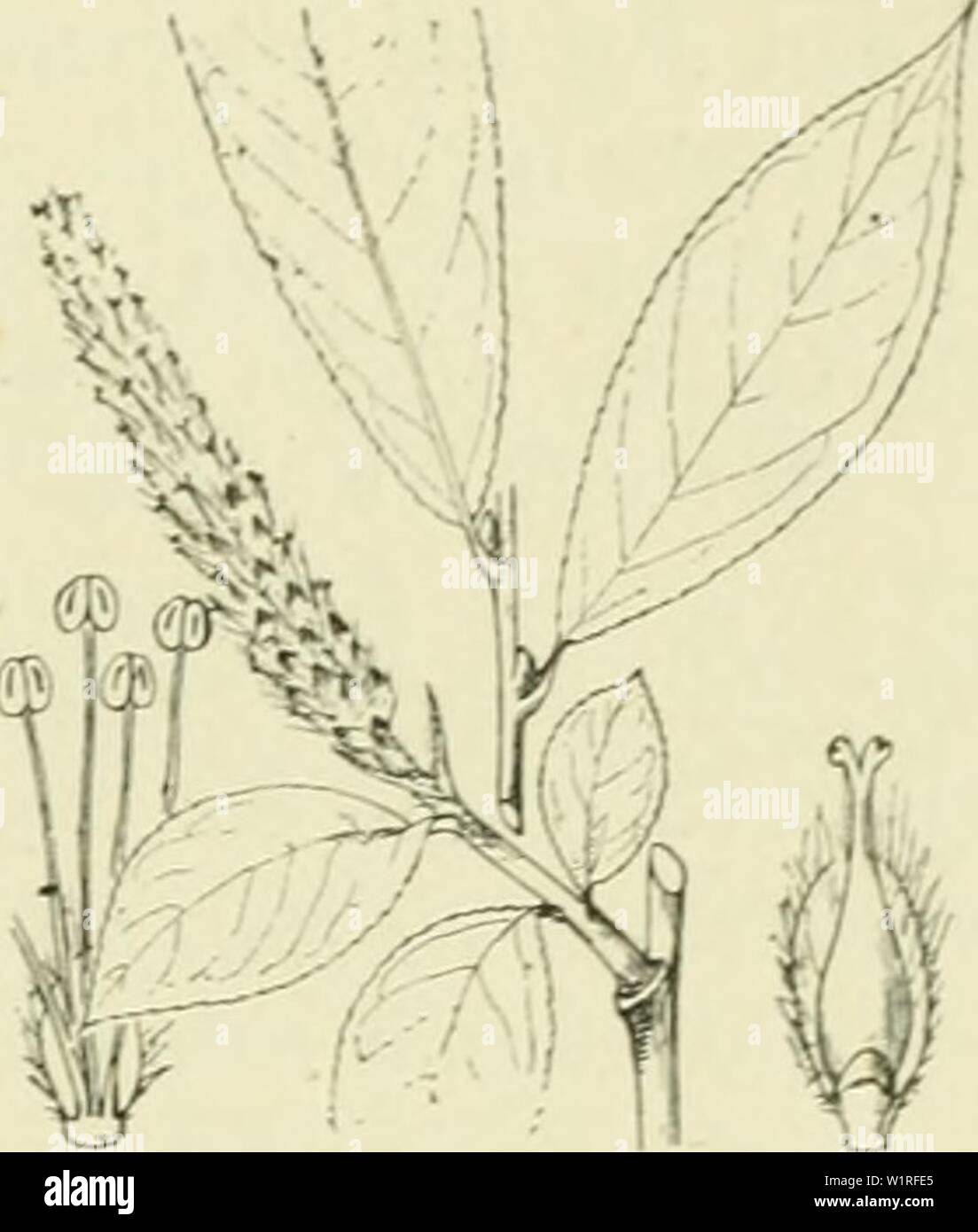 Image d'archive à partir de la page 58 de De flora van Nederland (1909-11). De flora van Nederland defloravannederl02heuk Année : 1909-11. Familie 25. SALICACEAE. - 31 Salis pentandra Fig. 27. S. pentandra' ; L. Lauricrwilg (fig. 27). Cette heester (zelden boom) donkerroodbruine heeft een, kale, gladde, glanzende takken. De bladen zijn-eirond elliptisch (:2,j un 3',2), kort toegespitst klierachtig gezaagd, dicht, van Boven sterk, glanzend onderen dofgroen plus tard, van zijn zij dik en lederachtig. De steunbladen zijn klein fr vallen spoedig af, zij zijn langwerpig eirond klierachtig-fr. De bladstelen dragen Banque D'Images