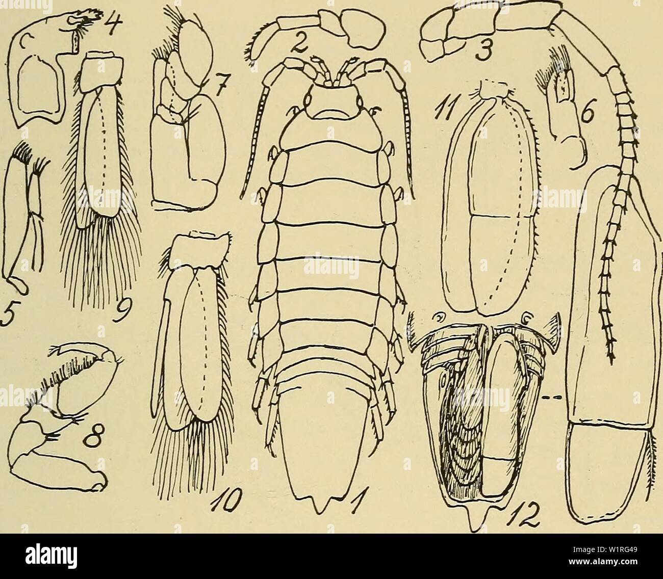 Image d'archive à partir de la page 60 de la faune ; illustrerede haandbøger plus. Illustrerede haandbøger la faune ; plus de den danske dyreverden danmarksfaunaill..53dans l'Année : 1907 J'ai 57 Farvande danske egentlig er den maerkelig skont nok aldrig prise, den er fundet den nordlige plus Places in ved del af Sveriges Vestkyst fra Göteborgs Skaergaard til Norges Graense og et Sted ved (Syd-Norge vous pouvez facilement Lillesand ved Kri-) stiansand løvrigt spredte, nogle foreligger Fonds ved C. Norge indtil Kristiansund ; nordligste Findested Portschnicha er Fig. 12. Idotea baltica (1 : c ? ; 2-3 : 1.-2. Følehorn ; 4 : Kindb Banque D'Images