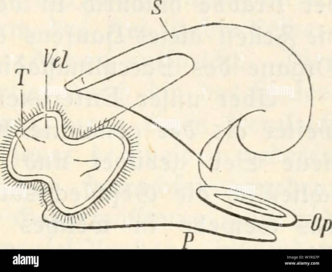 Image D Archive A Partir De La Page 60 Du Regne Animal Und Das Im Schmarotzertum Das Im Schmarotzertum Regne Animal Und Seine Bedeutung Fur Die Artbildung Dasschmarotzertu00graf Annee 1907 Parafitifdie Sdneden Image D Archive A Partir De La Page 60 Du Regne Animal Und Das Im Schmarotzertum Das Im Schmarotzertum Regne Animal Und Seine Bedeutung Fur Die Artbildung Dasschmarotzertu00graf Annee 1907 Parafitifdie Sdneden