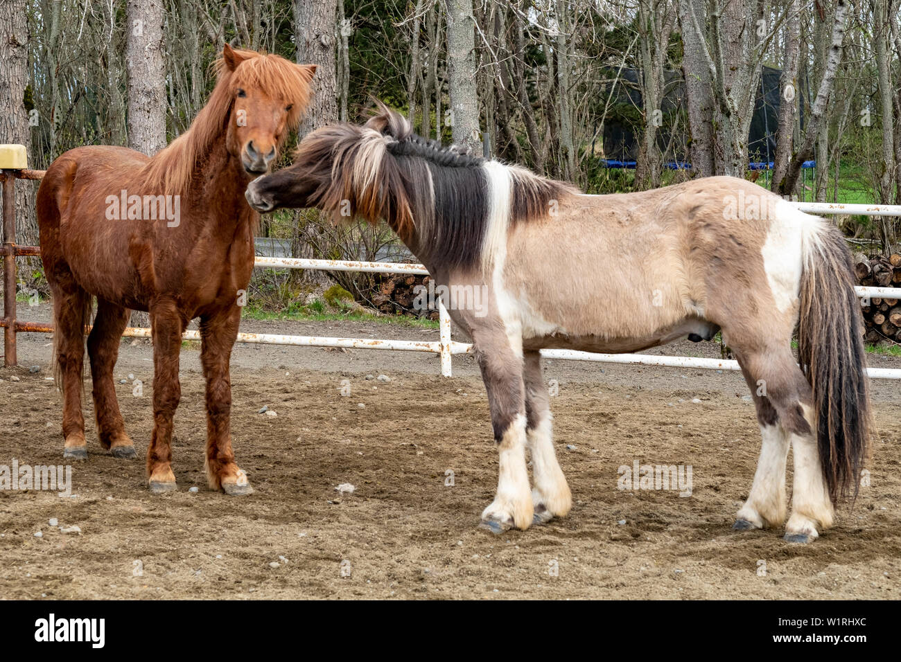 Une paire de chevaux Islandais ludique s'ébattre dans un enclos dans le centre de l'Islande Banque D'Images
