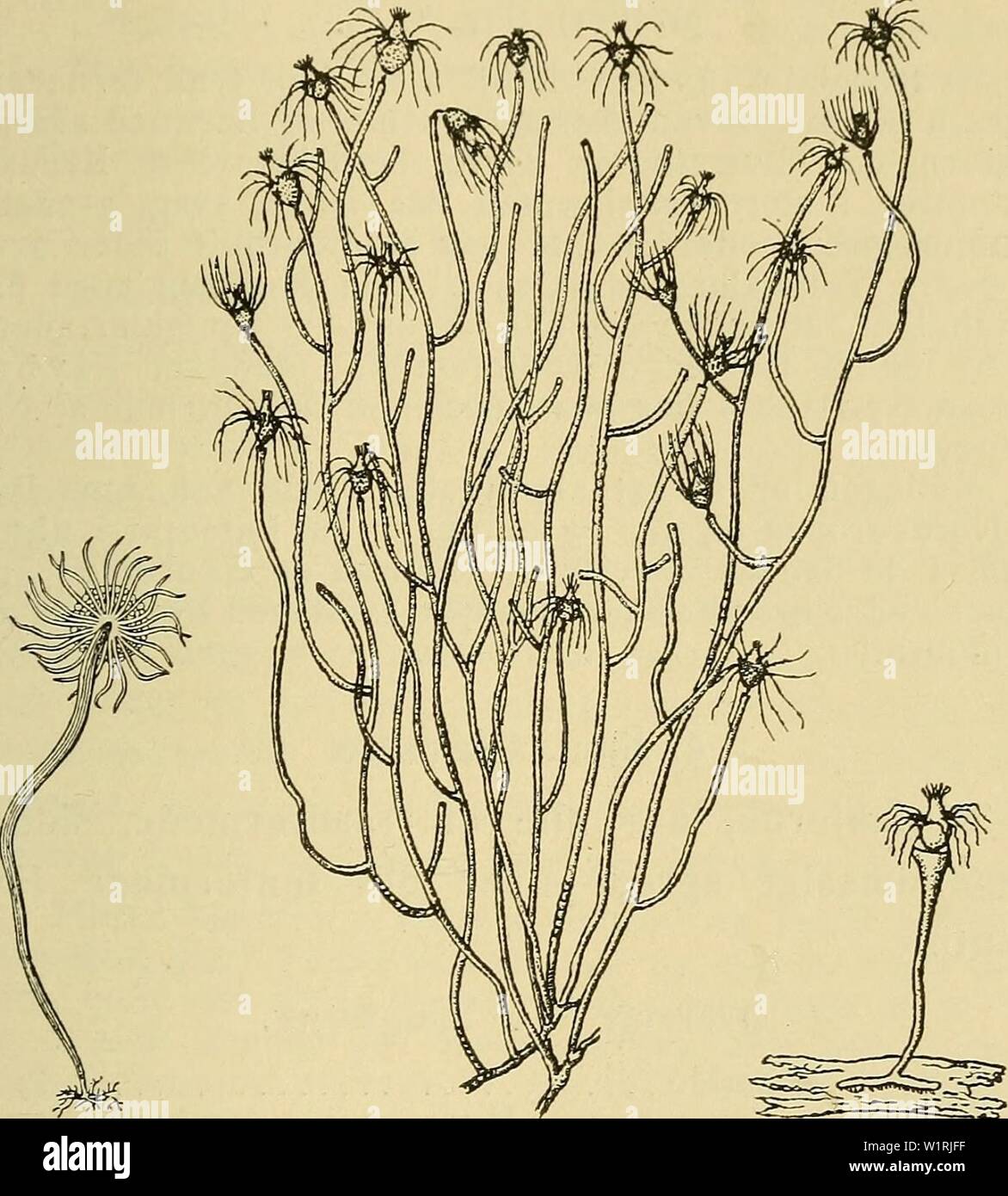 Image d'archive à partir de la page 66 de la faune ; illustrerede haandbøger plus. Illustrerede haandbøger la faune ; plus de den danske dyreverden danmarksfaunaill..41dans Année : 1907 63 forneden foroven udvidet, lidt, ringformede Indsnøringer enkelte med. Gonoforerne, der sidder j'Klynger smaa plus Tentakelkreds udvikles den nedre, frie til Meduser B Fig 3. Un Tubularia larynx, B Tubularia dumortieri, C Tubularia prollfer ; alle figurer je naturlig Taille. {A og B efter Hincks, C efter Kingsley.) veludviklede Tentakler (feu med Ectopleura Løsrivelsen) ; allerede avant votre Gonoforernes udven ses paa Banque D'Images