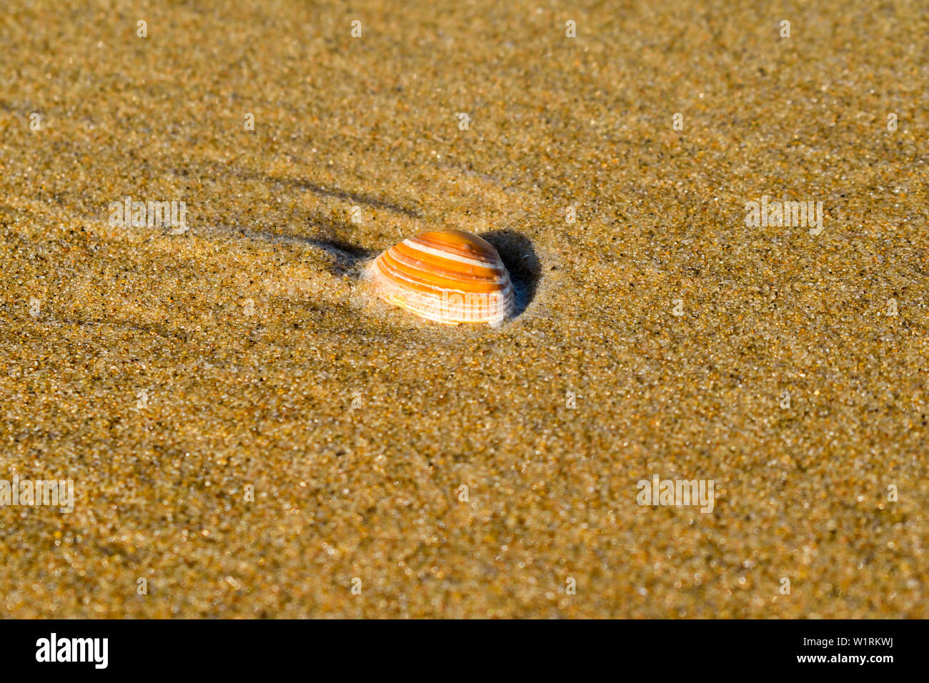 Belle sea shell sur mer. Banque D'Images