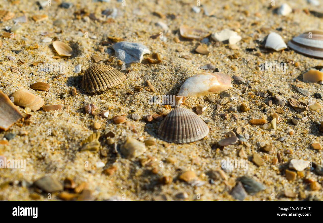 Des coquillages sur la plage de sable. Banque D'Images
