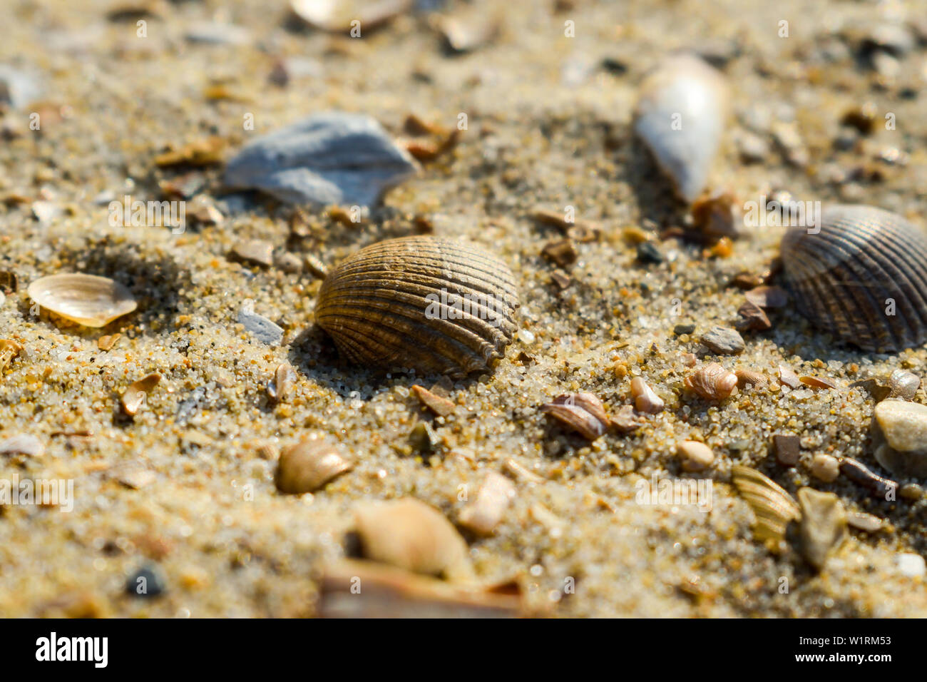 Des coquillages sur la plage de sable. Banque D'Images