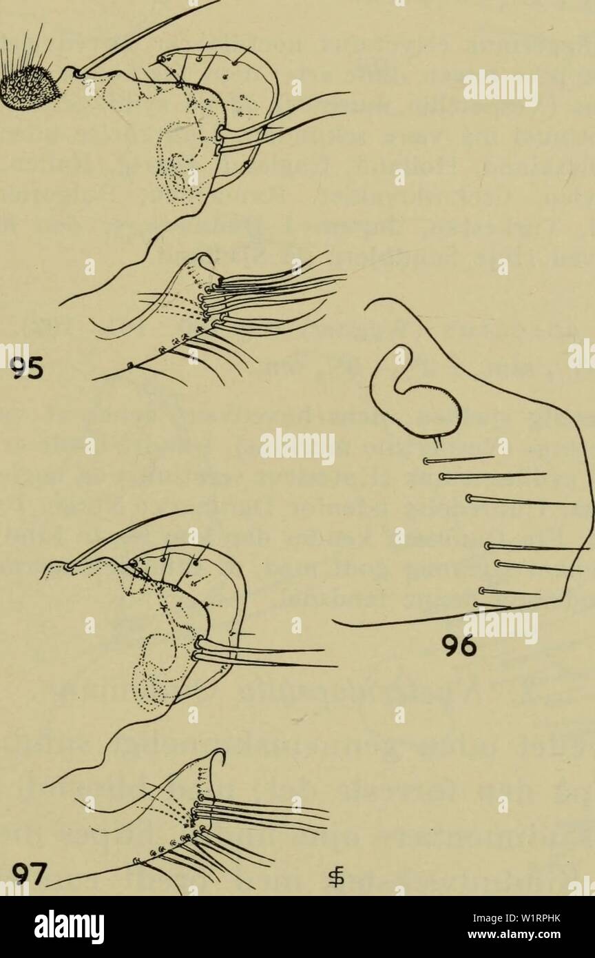 Image d'archive à partir de la page 74 de la faune ; illustrerede haandbøger plus. Illustrerede haandbøger la faune ; plus de den danske dyreverden danmarksfaunaill..60dans Année : 1907 71 4b. I. La Jordanie mysticus simplex (fig. 97). Foregående Laengde : som. En Ligeledes snylter skaegflagermus specifik på (Myotis mystacinus). Denne underart kendes fra Norge, Holland og Østrig, og den muligvis sa findes je landet (se) ovenfor. 5. Llntermédius (Rothschild) (fig. 93, 94). Laengde : 2V2-3 mm, $ 2V2-3 mm. Fig. 95, 96. Ischnopsyllus simplex simplex. Parringstangen og den apicale del af sternum VIII (95) og s Banque D'Images