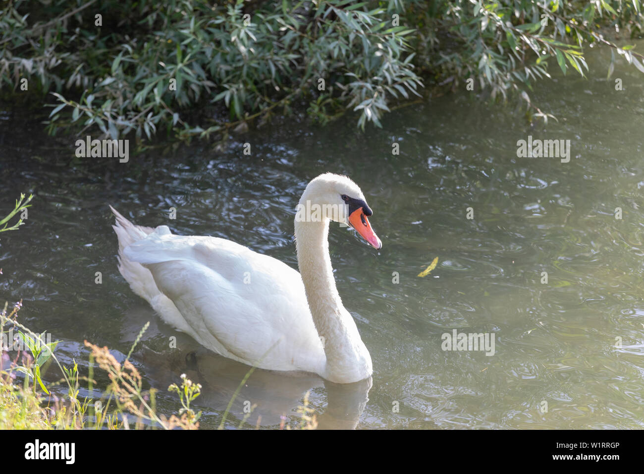 Mute swan (Cygnus olor) Nager dans l'eau bleue avec réflexion. Banque D'Images