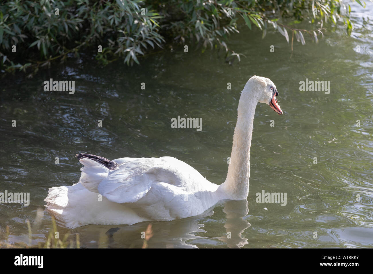 Mute swan (Cygnus olor) Nager dans l'eau bleue avec réflexion. Banque D'Images
